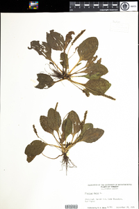 Plantago major image