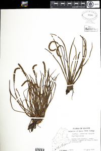 Plantago maritima var. juncoides image