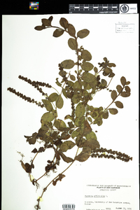 Veronica officinalis image