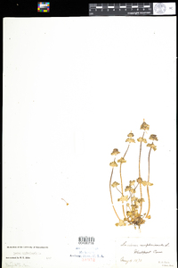 Lamium amplexicaule image