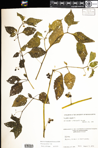 Solanum ptycanthum image