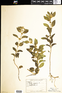 Mentha arvensis image