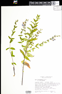 Scutellaria galericulata image