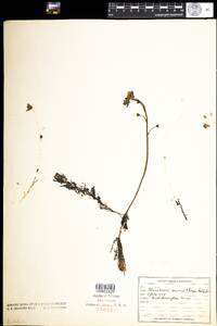 Utricularia macrorhiza image