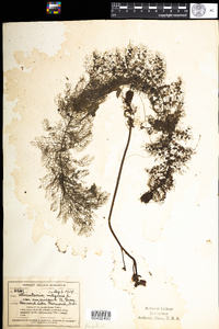 Utricularia macrorhiza image