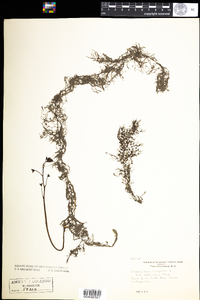 Utricularia macrorhiza image