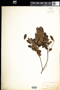 Ilex glabra image