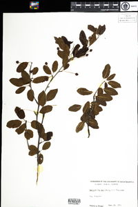 Ilex mucronata image