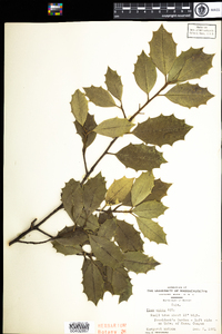 Ilex opaca image