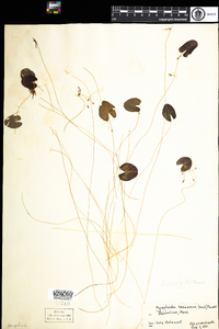 Nymphoides cordata image