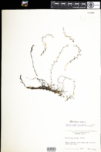 Utricularia minor image