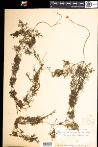 Utricularia purpurea image