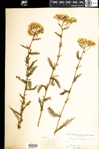 Achillea millefolium image