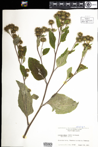 Arctium minus image