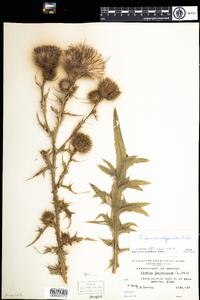 Cirsium vulgare image