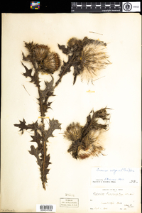 Cirsium vulgare image