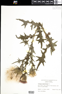 Cirsium vulgare image