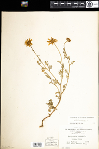 Anthemis arvensis image