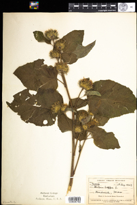 Arctium lappa image