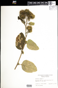 Arctium lappa image