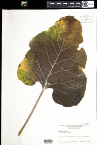 Arctium lappa image