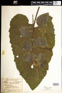 Arctium minus image