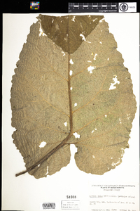 Arctium minus image