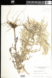 Artemisia vulgaris image