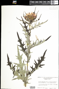 Cirsium discolor image