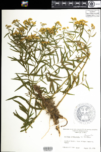 Euthamia graminifolia image