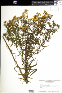 Euthamia graminifolia image