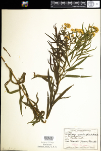 Euthamia graminifolia image