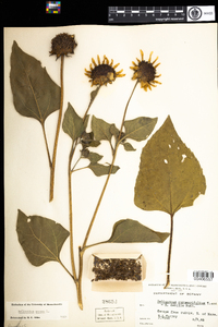 Helianthus annuus image