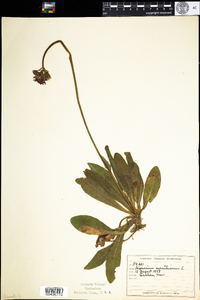 Hieracium aurantiacum image