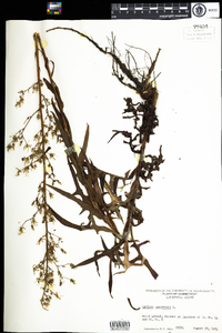 Lactuca canadensis image