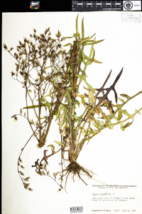 Lactuca canadensis image