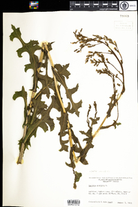 Lactuca serriola image