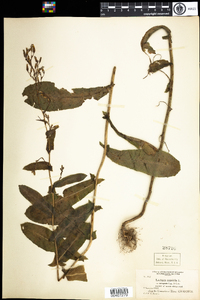 Lactuca serriola image