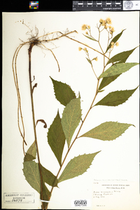 Oclemena acuminata image