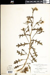 Senecio vulgaris image