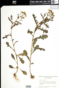 Senecio vulgaris image