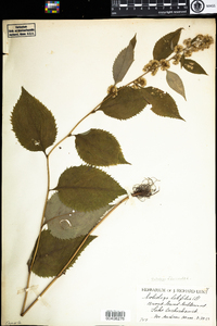 Solidago flexicaulis image