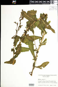 Lactuca serriola image