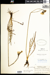 Leontodon autumnalis image