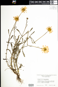 Leucanthemum vulgare image