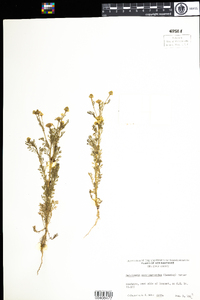 Matricaria discoidea image