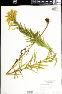 Solidago canadensis image