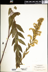 Solidago uliginosa image