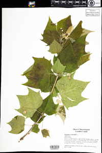 Platanus occidentalis image