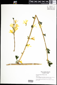 Forsythia suspensa image